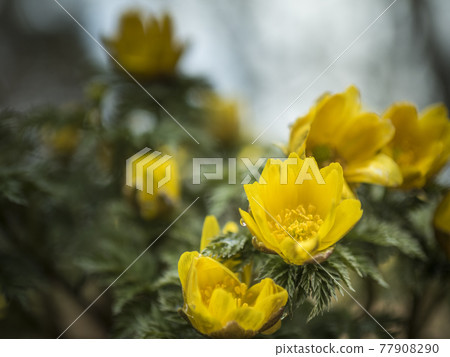 Adonis ramosa的黃色世界[花/植物] 77908290