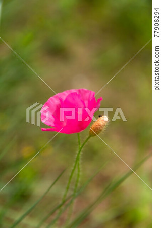 Poppy flowers blooming in the field Poppy flowers blooming in the field 77908294