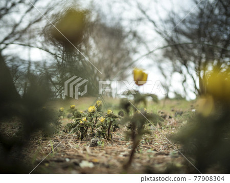 Yellow world of Adonis ramosa [Flowers / Plants] 77908304