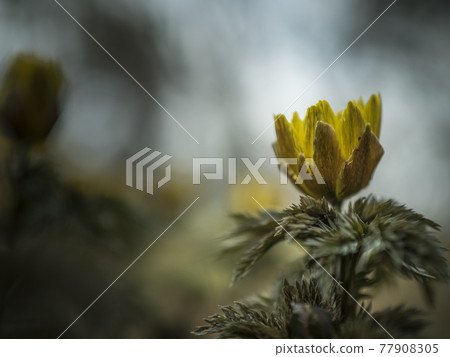 Yellow world of Adonis ramosa [Flowers / Plants] 77908305