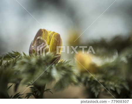 Yellow world of Adonis ramosa [Flowers / Plants] 77908307