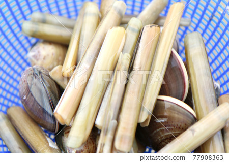 Razor shells and clams caught in clamming Razor shells and clams caught in clamming 77908363