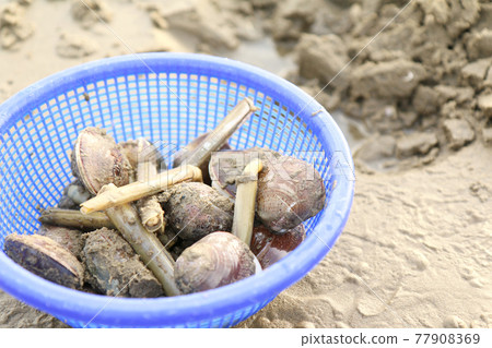 Razor shells and clams caught in clamming Razor shells and clams caught in clamming 77908369