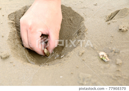 The moment of picking razor shells in clamming The moment of picking razor shells in clamming 77908370