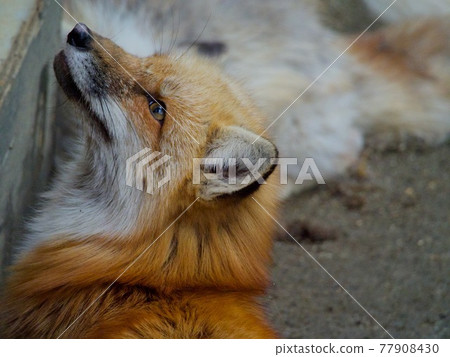 狐狸 77908430