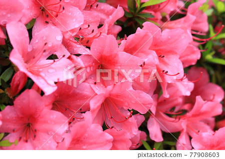 Satsuki who gets wet in the rain and blooms brightly Satsuki who gets wet in the rain and blooms brightly 77908603