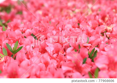 Satsuki who gets wet in the rain and blooms brightly 77908606