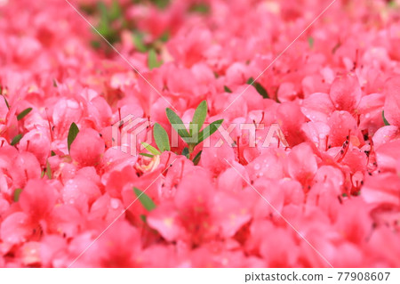 被雨淋濕而綻放的小月 77908607