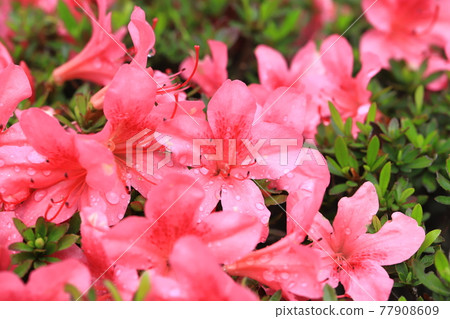 被雨淋濕而綻放的小月 77908609