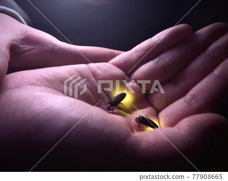 螢火蟲 螢火蟲 77908665