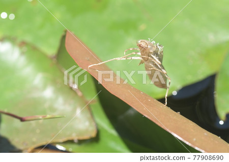 Dragonfly shell, water lily pond Dragonfly shell, water lily pond 77908690