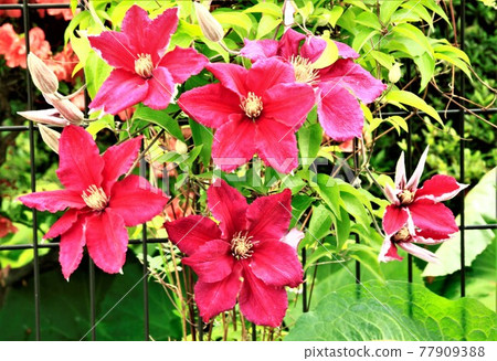 Red iron wire Red iron wire 77909388