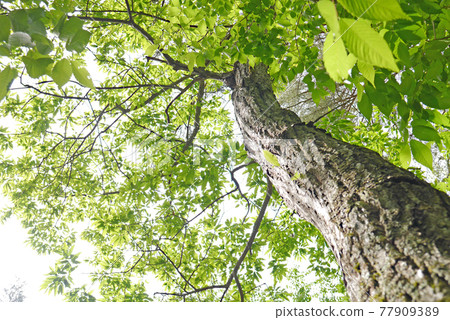 Fresh green tree trunks and leaves 77909389