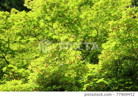 新鮮的綠色日本楓樹,深紅色的雙葉 新鮮的綠色日本楓樹,深紅色的雙葉 77909452