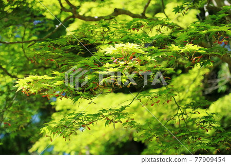 新鮮的綠色日本楓樹 新鮮的綠色日本楓樹 77909454
