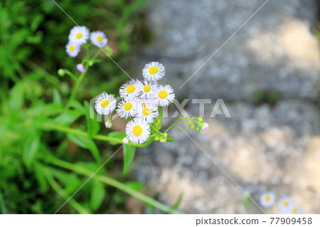 Himejoon flower 77909458