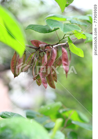 Leaves and fruits of Cercis chinensis that appear after the flowers Leaves and fruits of Cercis chinensis that appear after the flowers 77909989