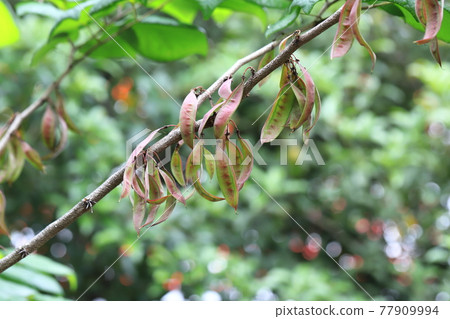 花後出現的紫荊葉和果實 77909994