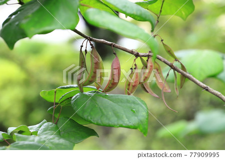 Leaves and fruits of Cercis chinensis that appear after the flowers 77909995