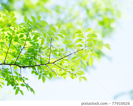 Fresh green Fresh green 77910026