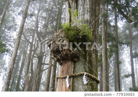 身延(山梨縣)的杉樹幹駝峰與 shimenawa / Kuonji Temple 身延(山梨縣)的杉樹幹駝峰與 shimenawa / Kuonji Temple 77910083