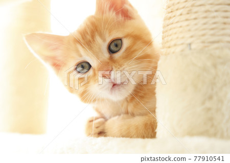 Everyday scenery of cat parents and children Everyday scenery of cat parents and children 77910541