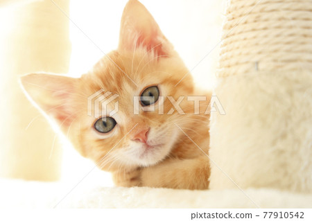 Everyday scenery of cat parents and children Everyday scenery of cat parents and children 77910542