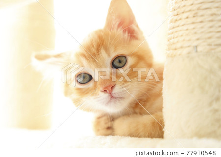 Everyday scenery of cat parents and children Everyday scenery of cat parents and children 77910548