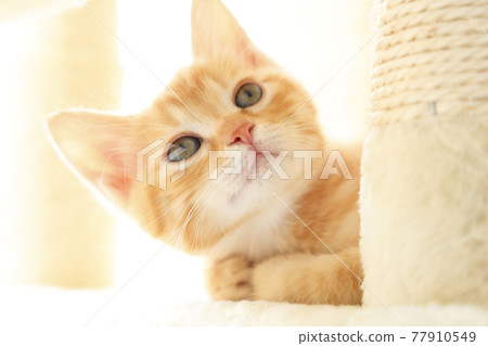 Everyday scenery of cat parents and children 77910549