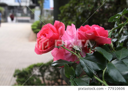 Brazilian roses 77910606
