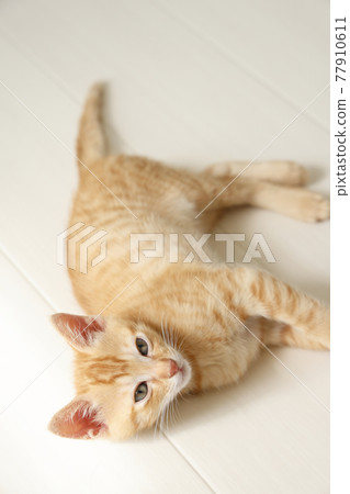 Everyday scenery of cat parents and children Everyday scenery of cat parents and children 77910611
