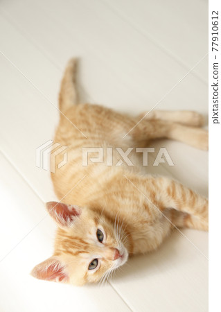 Everyday scenery of cat parents and children Everyday scenery of cat parents and children 77910612