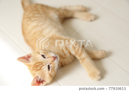 Everyday scenery of cat parents and children Everyday scenery of cat parents and children 77910613