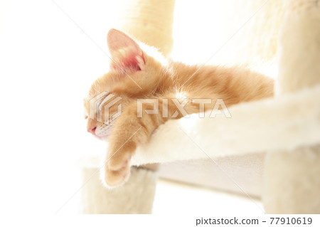 Everyday scenery of cat parents and children Everyday scenery of cat parents and children 77910619
