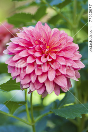 Pink dahlia flowers are in bloom. Pink dahlia flowers are in bloom. 77910677