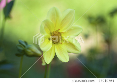 Yellow dahlia flowers are in bloom. 77910764