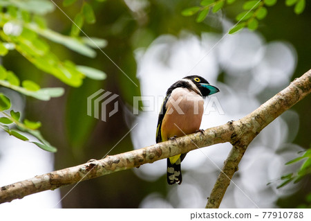 Beautiful birds in the tropical forests of Thailand. Beautiful birds in the tropical forests of Thailand. 77910788