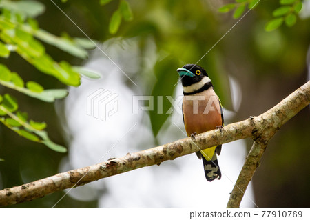 Beautiful birds in the tropical forests of Thailand. 77910789