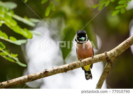 Beautiful birds in the tropical forests of Thailand. 77910790