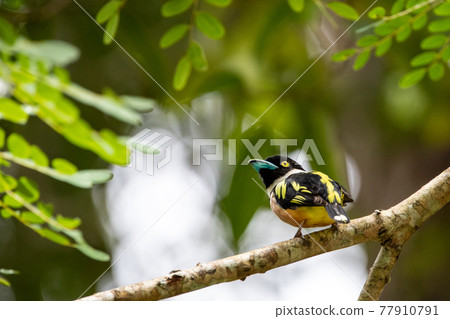 Beautiful birds in the tropical forests of Thailand. 77910791