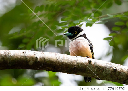 Beautiful birds in the tropical forests of Thailand. 77910792