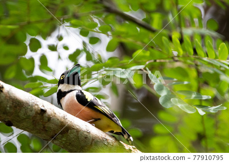 Beautiful birds in the tropical forests of Thailand. Beautiful birds in the tropical forests of Thailand. 77910795