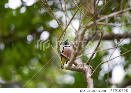 Beautiful birds in the tropical forests of Thailand. 77910798
