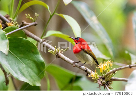 Beautiful birds in the tropical forests of Thailand. Beautiful birds in the tropical forests of Thailand. 77910803