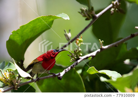 Beautiful birds in the tropical forests of Thailand. 77910809