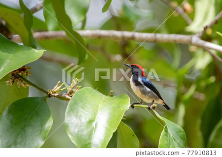 Beautiful birds in the tropical forests of Thailand. 77910813