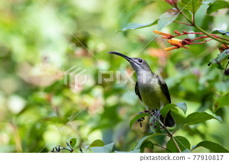 Beautiful birds in the tropical forests of Thailand. 77910817