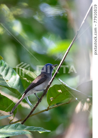 Beautiful birds in the tropical forests of Thailand. 77910819