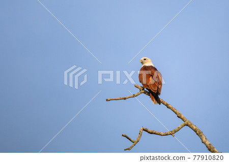 Beautiful birds in the tropical forests of Thailand. 77910820