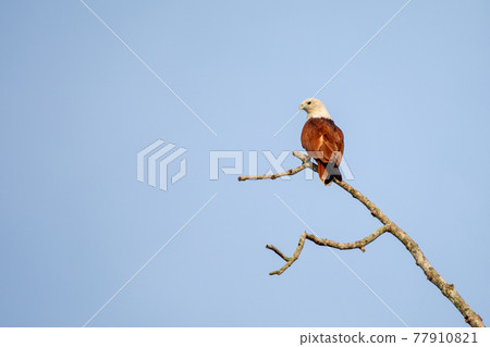 Beautiful birds in the tropical forests of Thailand. 77910821